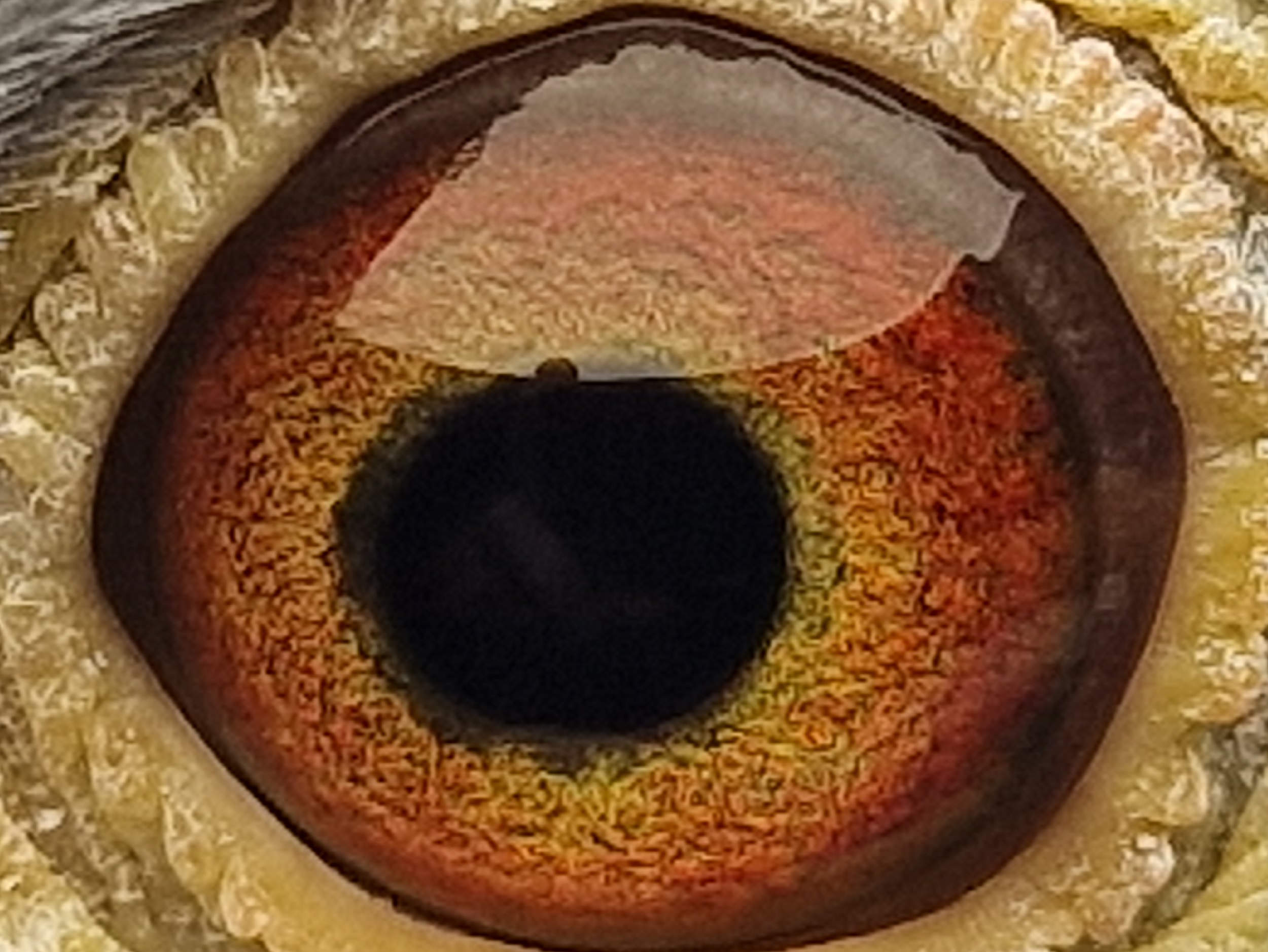 Pigeon eye